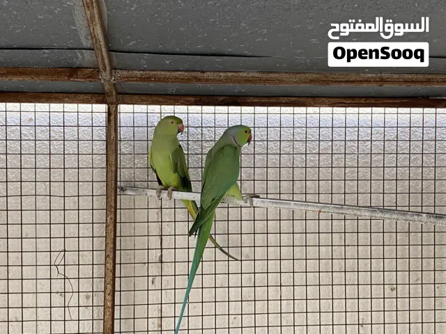زوج الدره أموره طيبة