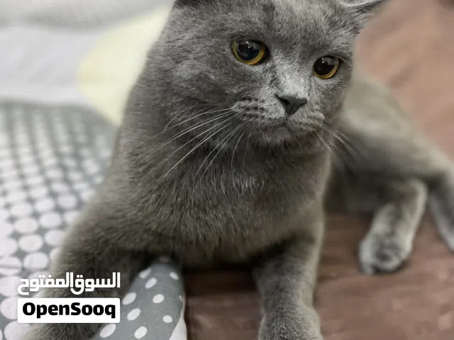 Persian cat female 1 year old and 2 British short hair male and female both 2 years old trained