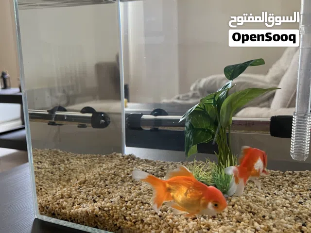 Complete Aquarium Setup 40cm Cubic Fish Tank
