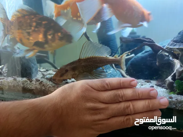 سمك بليكو البينو