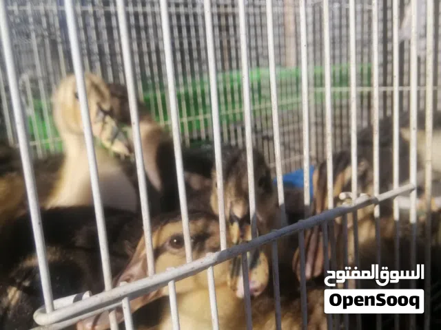موجود بط تركي