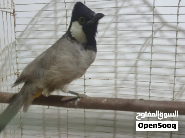 بلبل خصباوي طايح