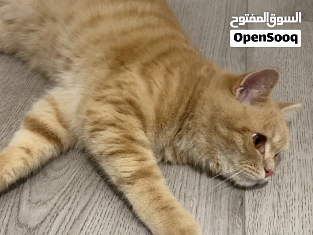 للتبني قط ذكر