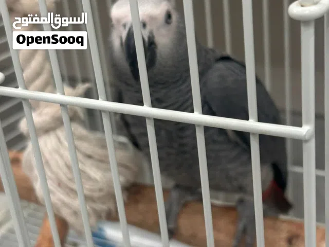 فرخ كاسكو للبيع