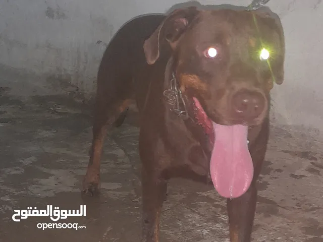 كلب للبيع ..