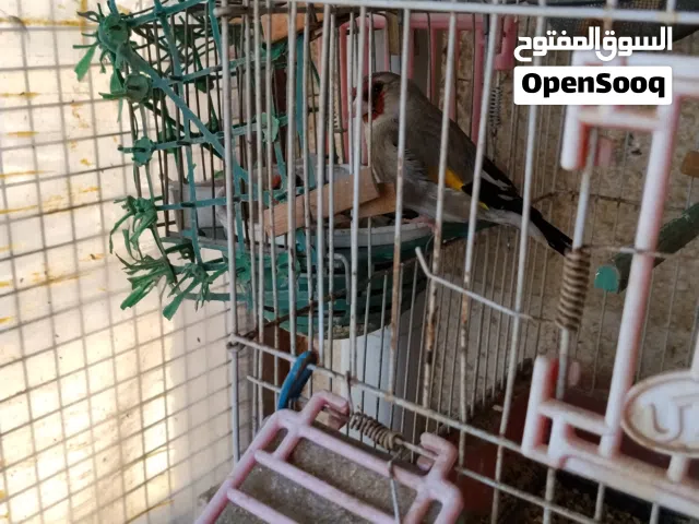حسون همالايا زوج ...حسون عادي زوج