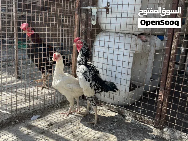 للبيع زوج كوشامو اقرا الوصف
