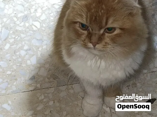 قط للتبني ( British persian mix) برتش فارسي مكس