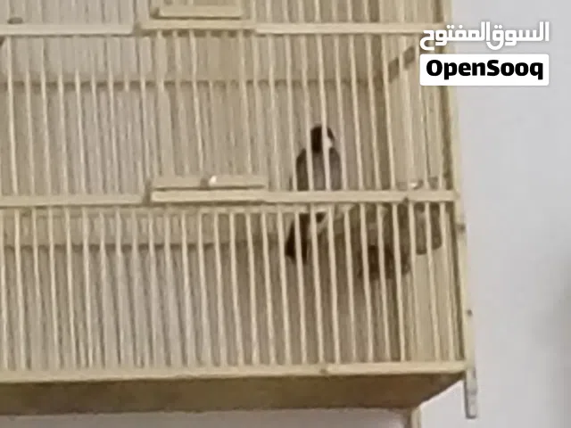بلبل وحشي صيد بلفداقيه