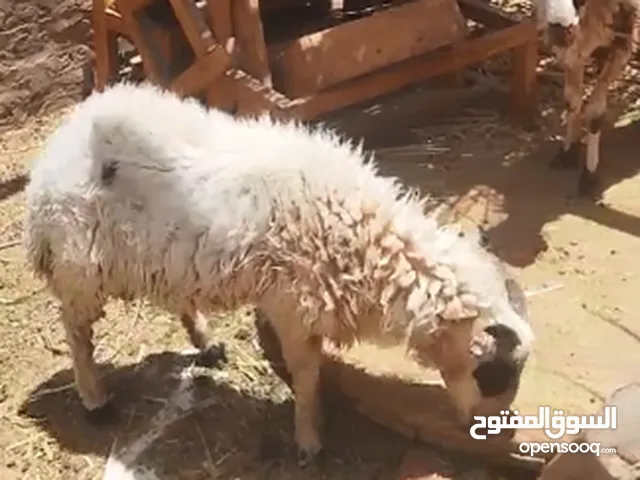 خروف بلدي بيتي للبيع في نجع الخطباء - الأقصر