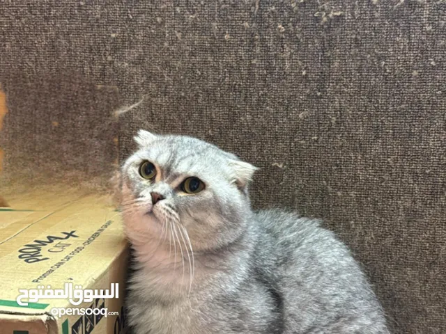 قطط سكوتش فولد