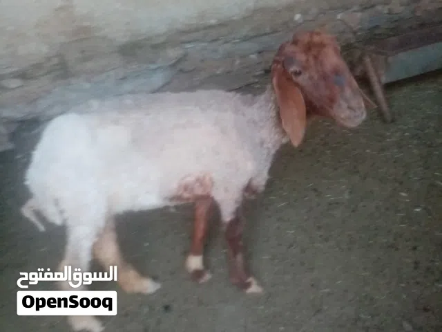 نعجه للبيع ثلاث حبات