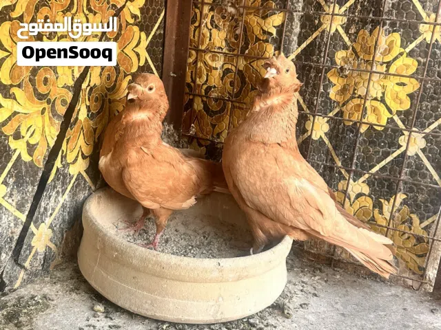 بلصلاه على النبي خمسة جواز للبيع