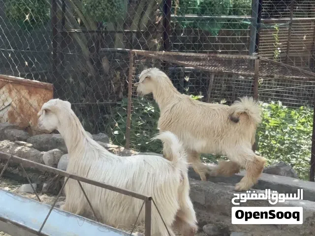 شاه جاموده من لحلال طيب و صخله فول سمنه بو يدور لحلال طيب حال تربيه لوصف مهم