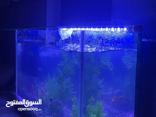 حوض سمك جاهز كامل ... اقرا الوصف