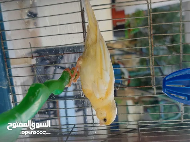 3 حبات كنار ذكرين وانثئ