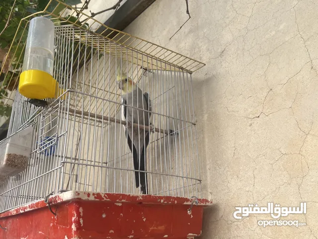 عصفور كوكتيل حبشي للبيع