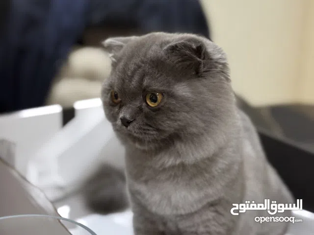 قطه كيتن مع الاغراض