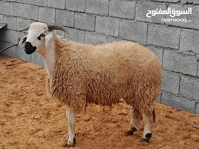 خروف وطني الله يبارك