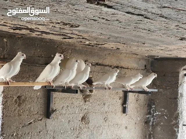 حمام مشكل للبيع