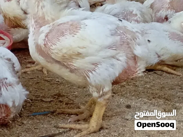 دجاج للبيع
