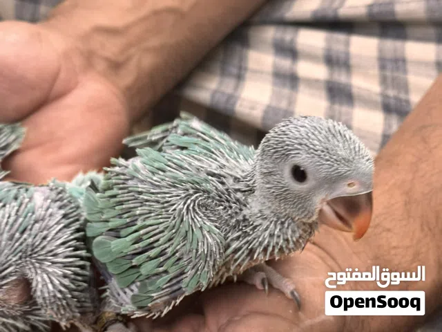 ببغاء دره انتاج عراقي ما شاء الله تبارك الله، للبيع أفراخ 4 درة باللون الرصاصي