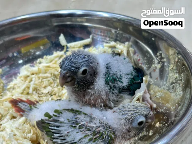 تشكيلة ببغاوات مميزة زق  كويكر ازرق،  درة اخضر،  روز ،جرين شيك تركواز،  جرين شيك باينبل