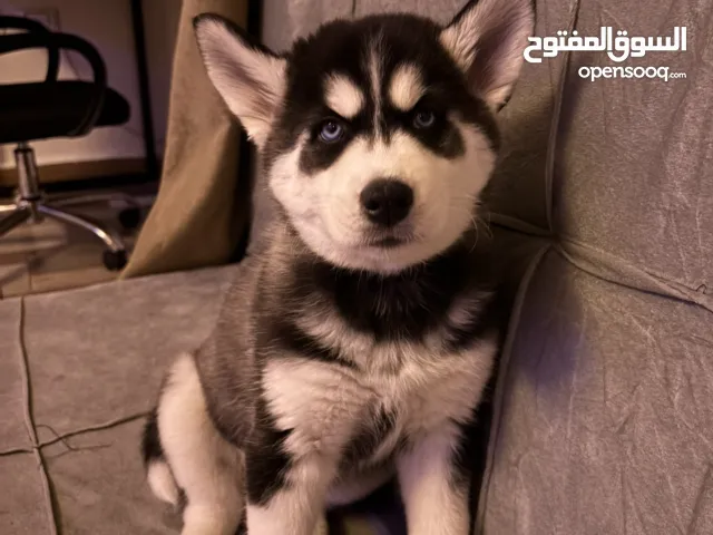 هاسكي husky