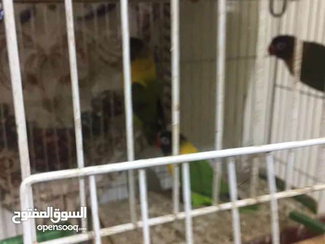 زوج غندوره مع ثلاث مخاليف