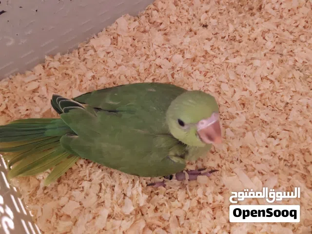 متوه نظيفة غر