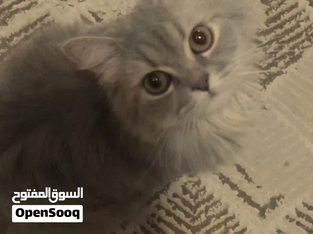 قطه لتبني و يكون عنده خبره في تربيه القطط