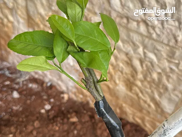 كافة الخدمات والأعمال الزراعية بأحدث الطرق العلمية