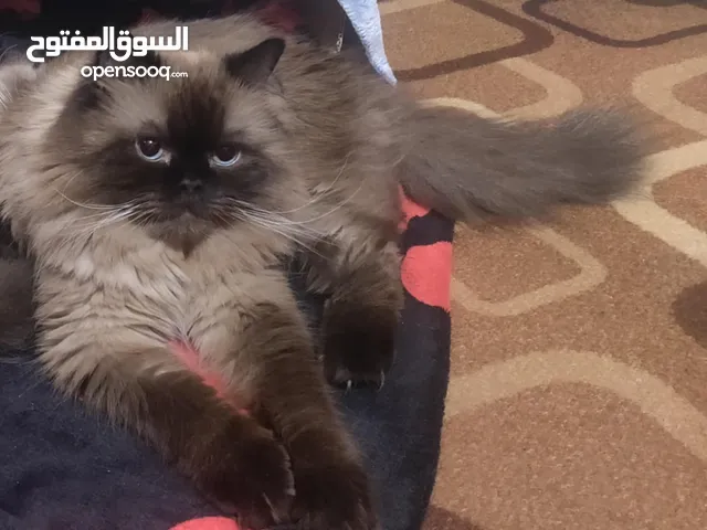قط ذكر تزاوج همالايا شوكليت بيور