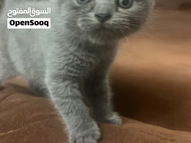 قطط للبيع مع دراجة للبيع