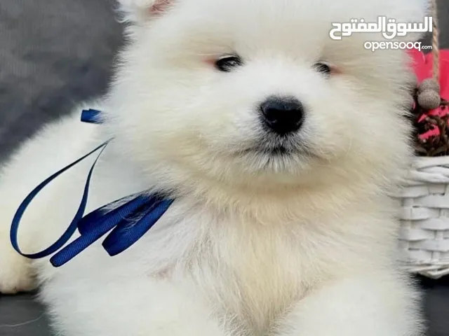 جراء سامويد .جولدن .انجلش