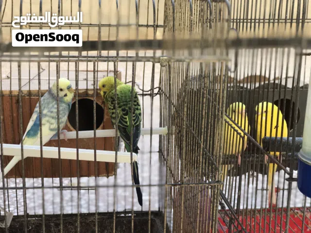 2  كوبيات بقلينو ربي يبارك