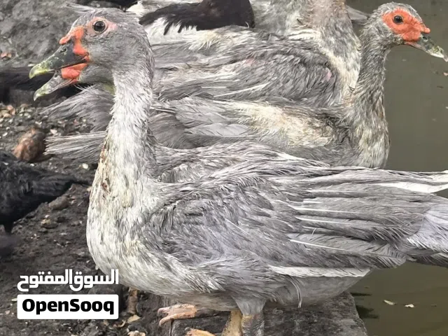 بط مصري جامبو للبيع