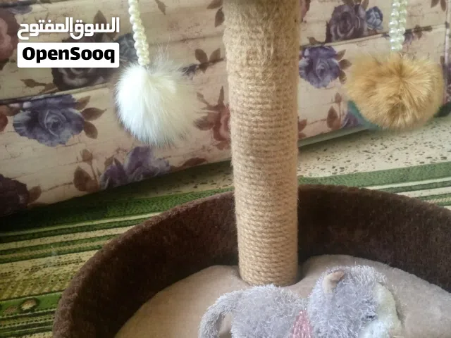 خداشة للقطط نظيفة