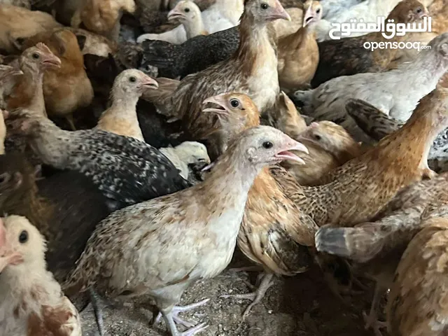 دجاج بلدي للبيع