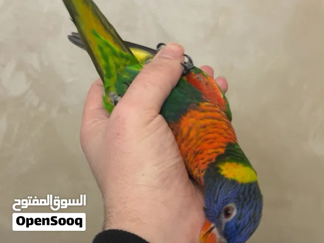 ببغاء لوري أليف