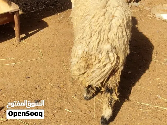 نعجه للبيع سمينه كلش تنفع كصابة وتنفع جني