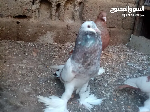 السلام عليكم فحل نفاخة جاهز للتزاوج