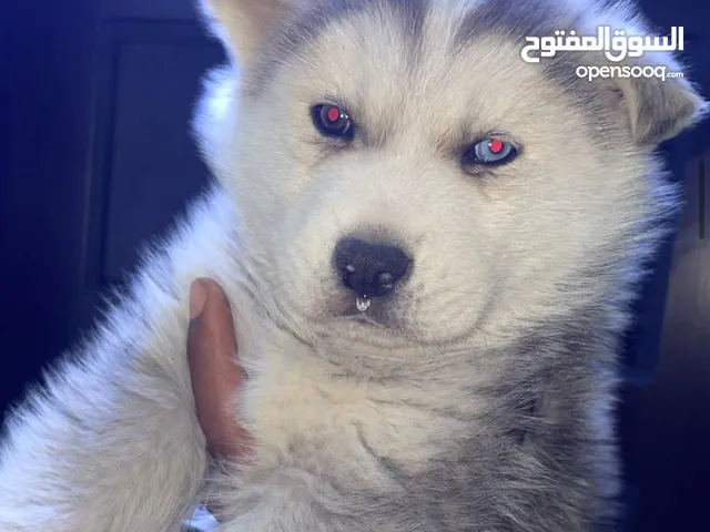 هاسكي أصلية – العمر 50 يوم فقط قابل للتفاوض.