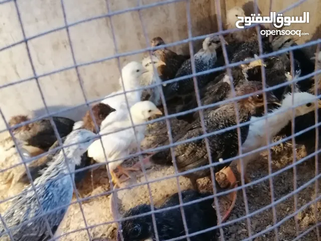 دجاج عربي عمر شهرين عدد 25
