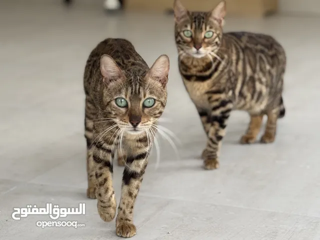 Bengal cats