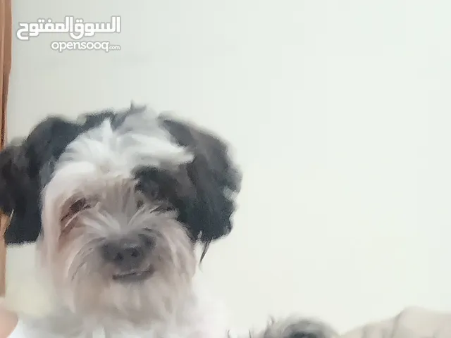 Sweet Lovable fur baby Shih Tzu