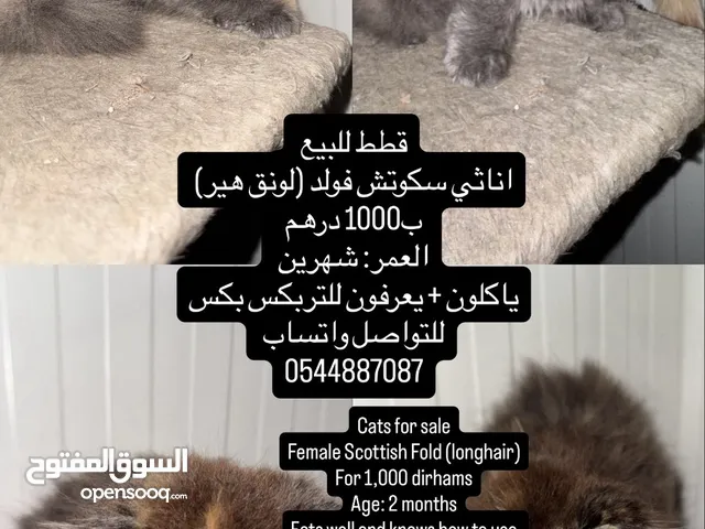 Female Scottish Fold (longhair)