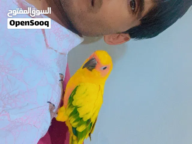 Sun Conure parrot hand tame 2 years healthy for sale Al Qateef 1700 SAR