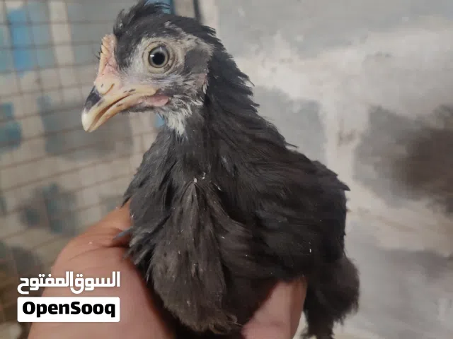 دجاج للبيع