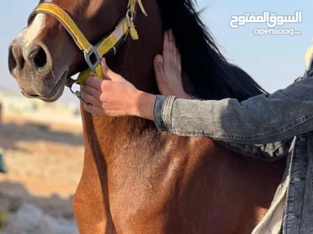 مهر عربي دم سورية نخب اول دم صافيه